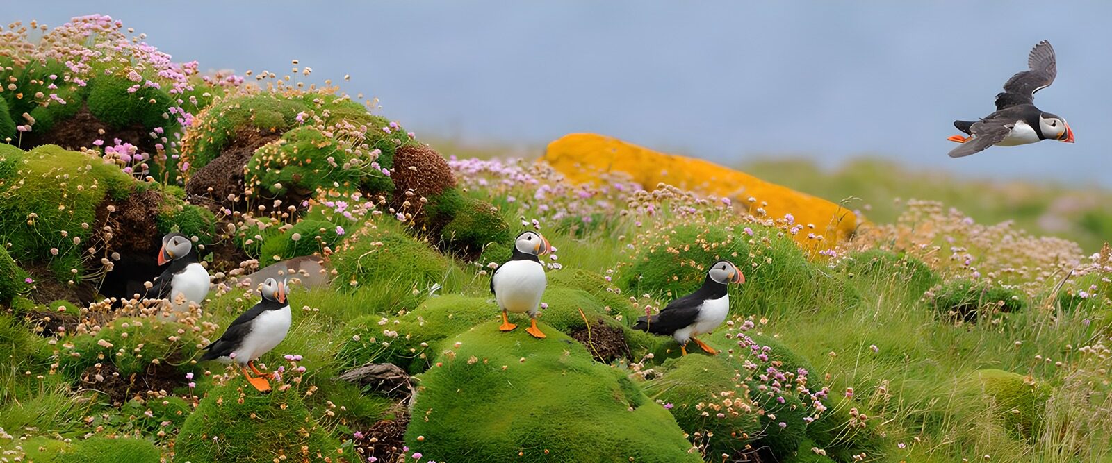 OCCOM4829492: Colorful Puffins on a Flowering Meadow