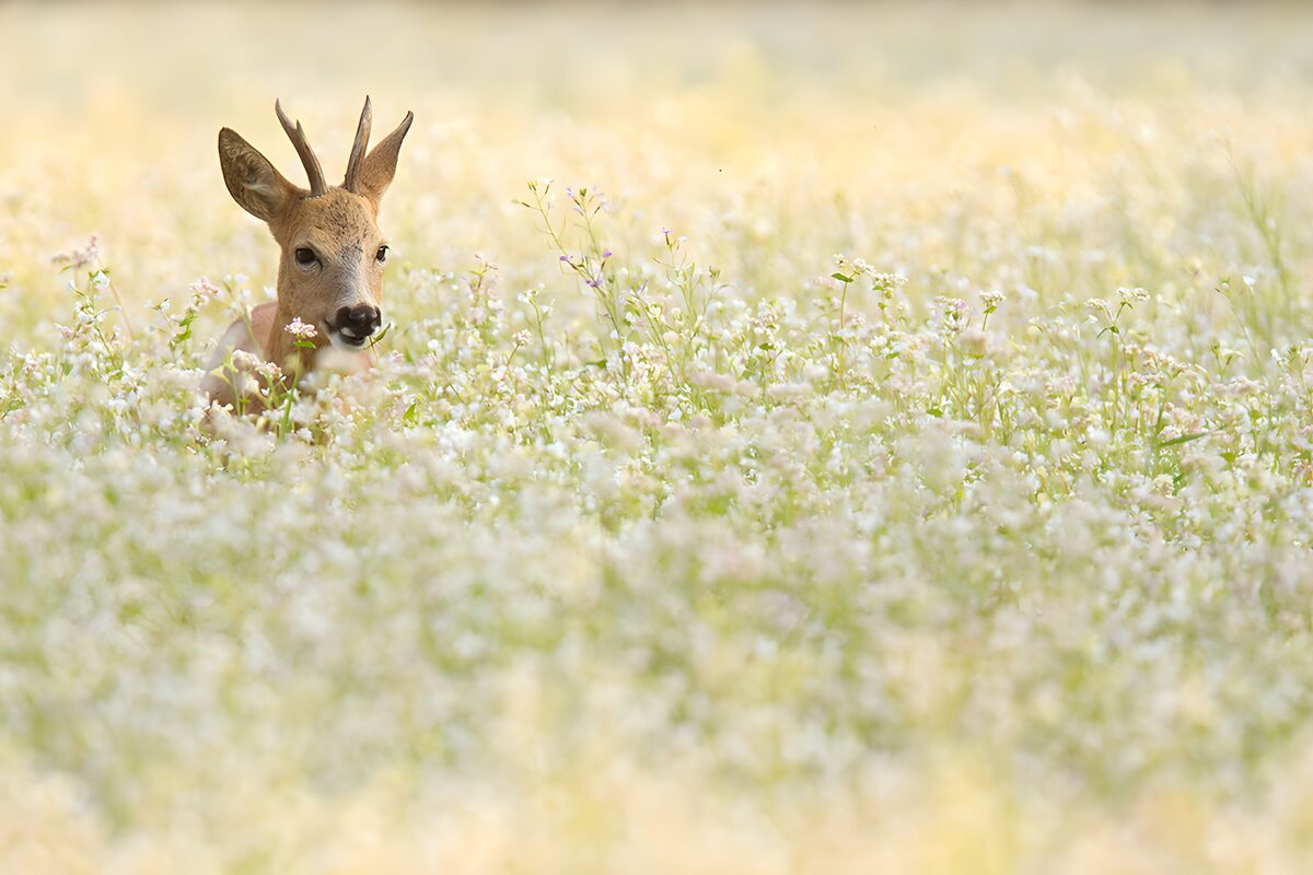 Fawn in a Flowering Meadow