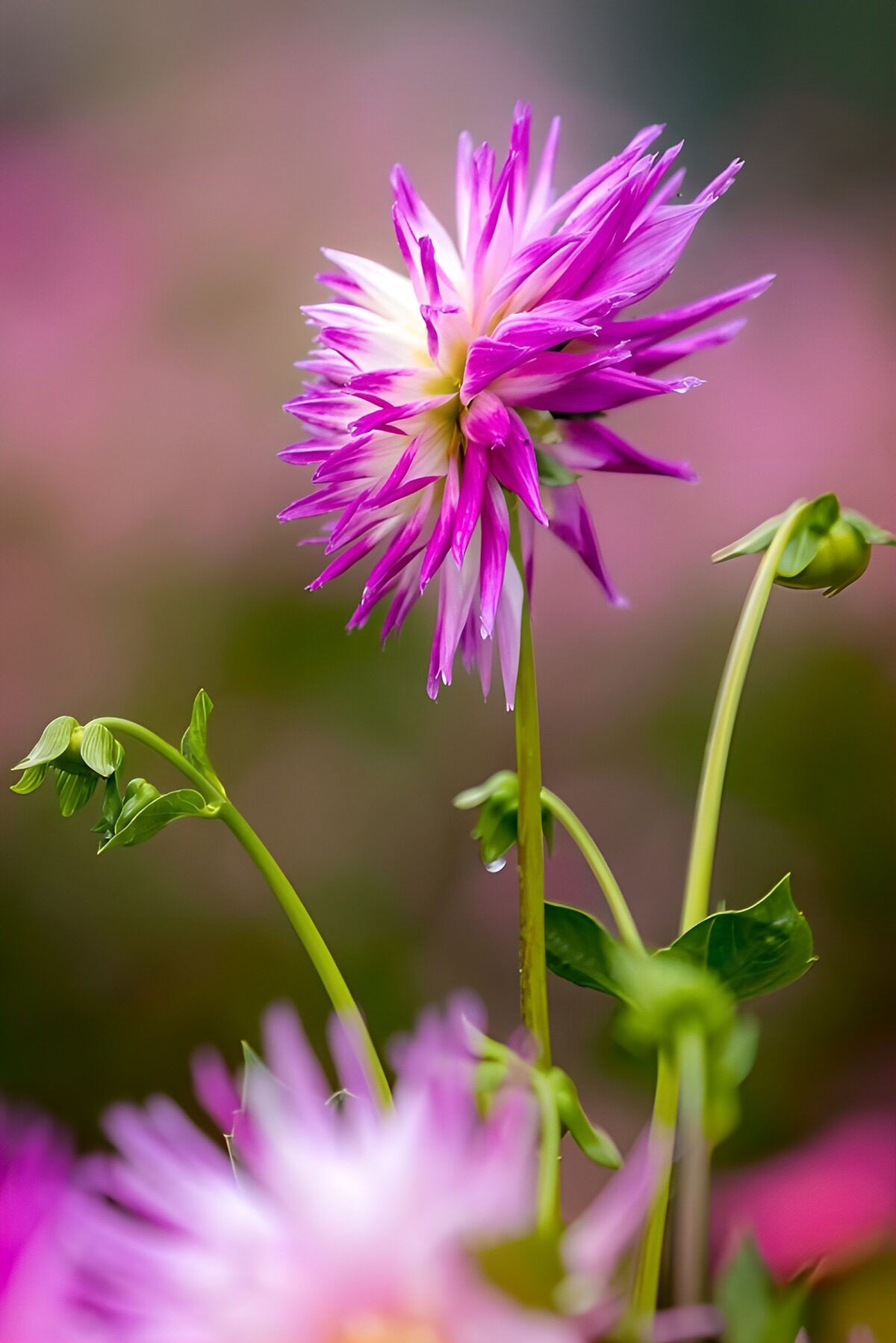Vibrant Pink Flower in Bloom