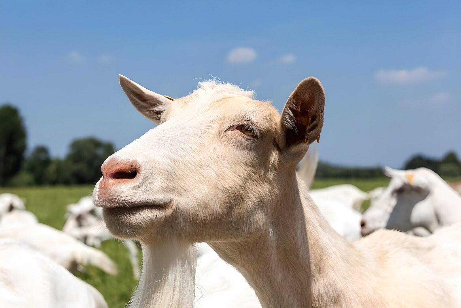 OCCOM4284138: Curious Goat in the Meadow