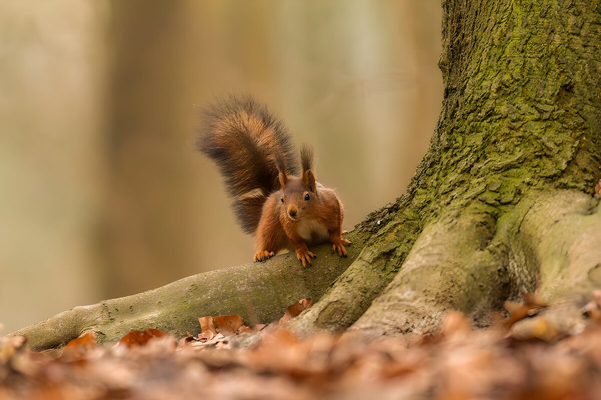 Curious Squirrel by the Tree