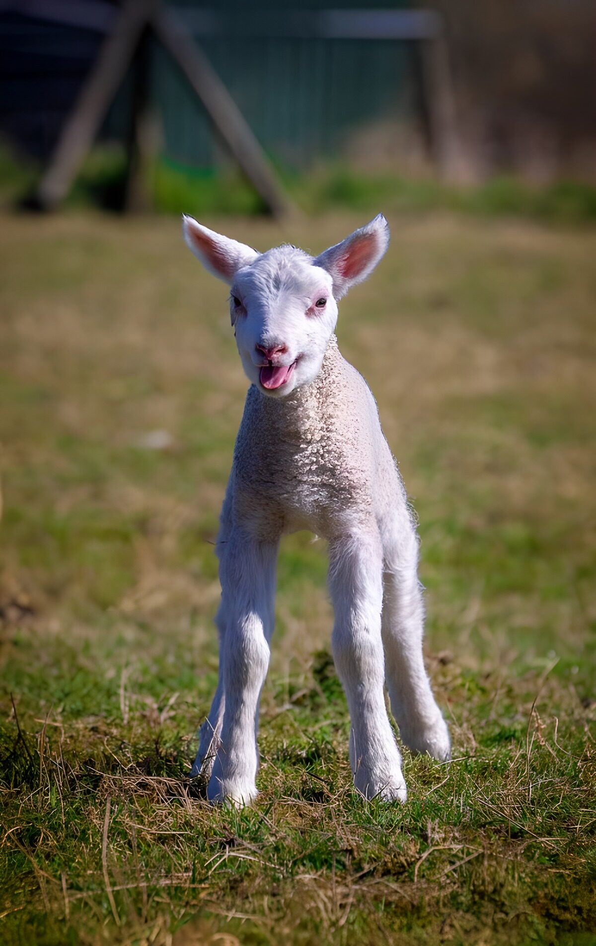 OCCOM5323149: Playful Lamb in Spring Meadow