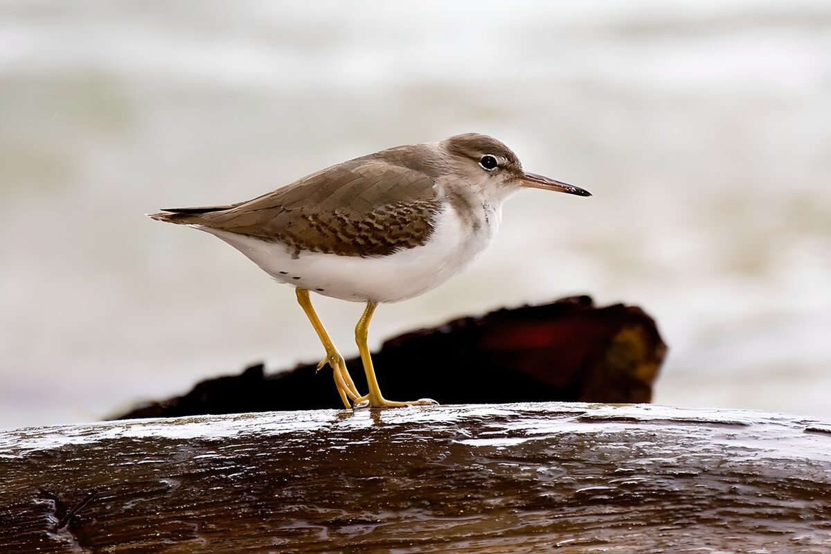 Solitary Sandpiper on Driftwood
