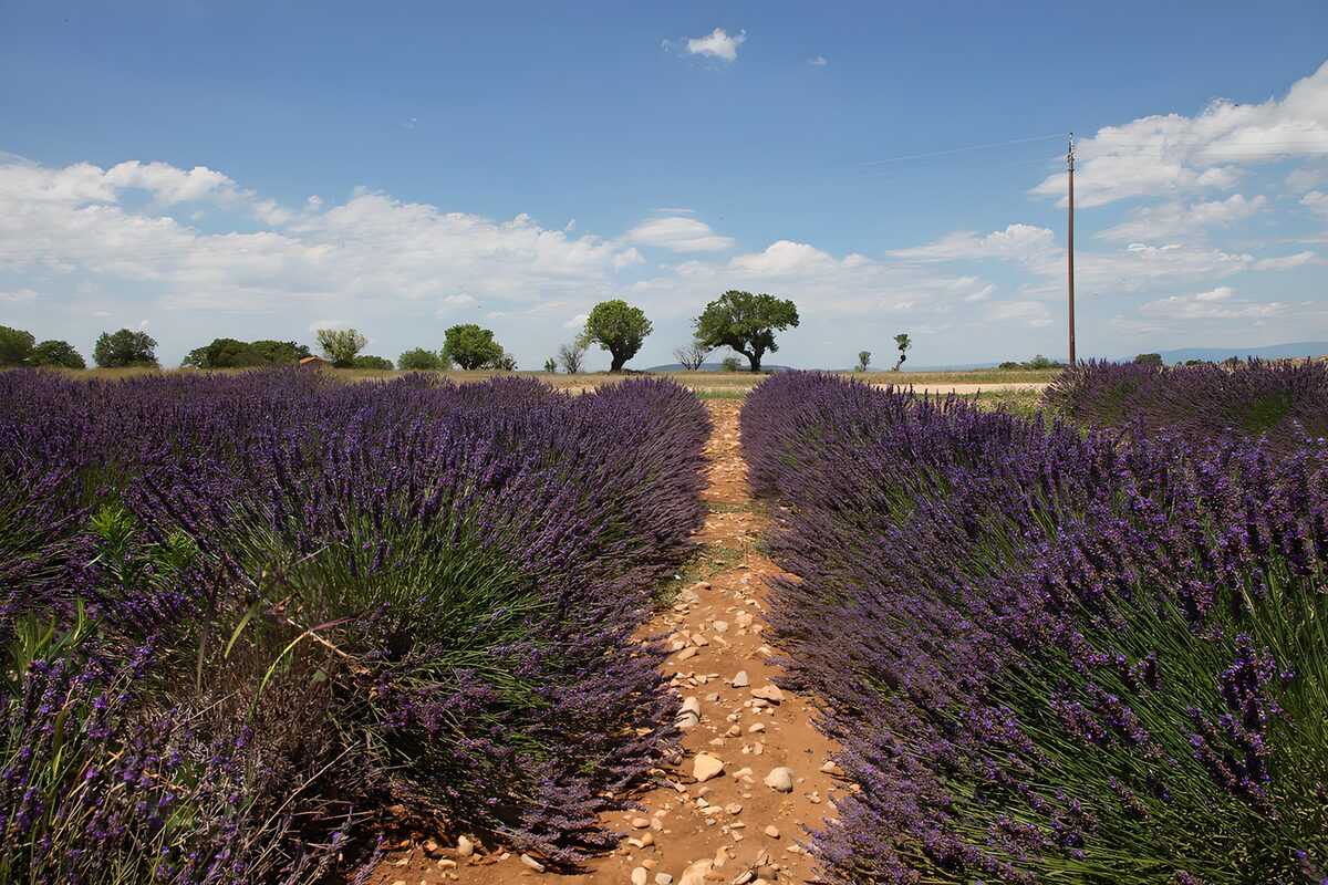 Lavender Field Under Clear Blue Skies