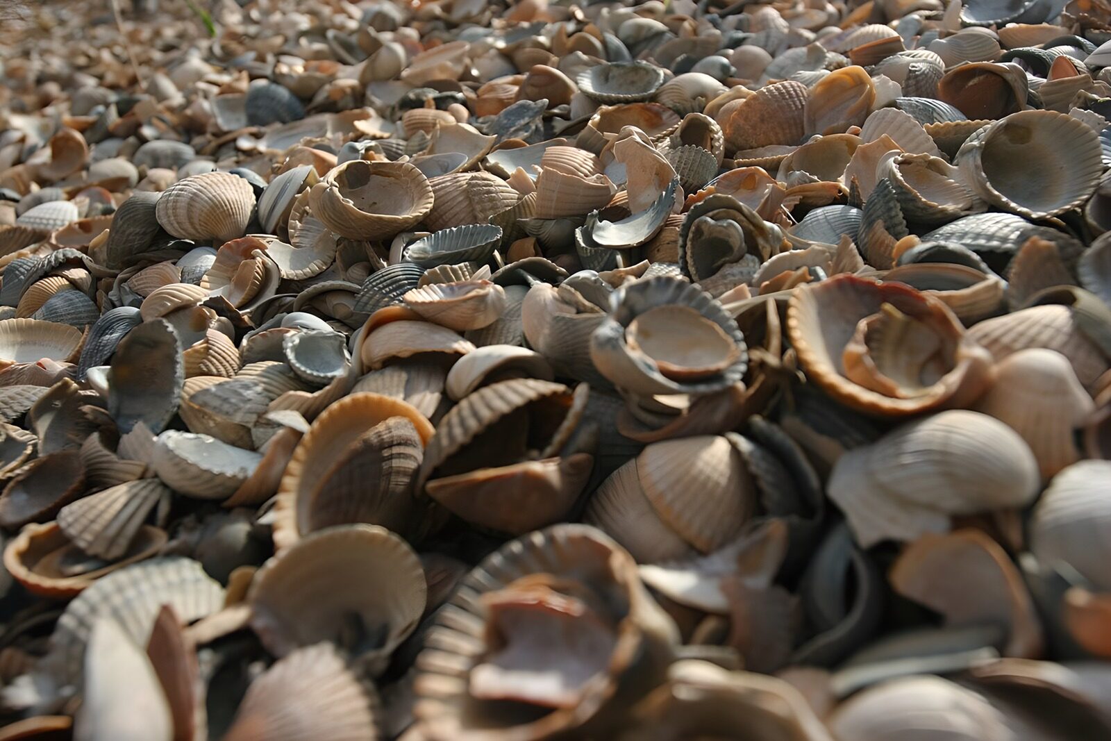OCCOM3907019: Coastal Treasure: A Shell Collection