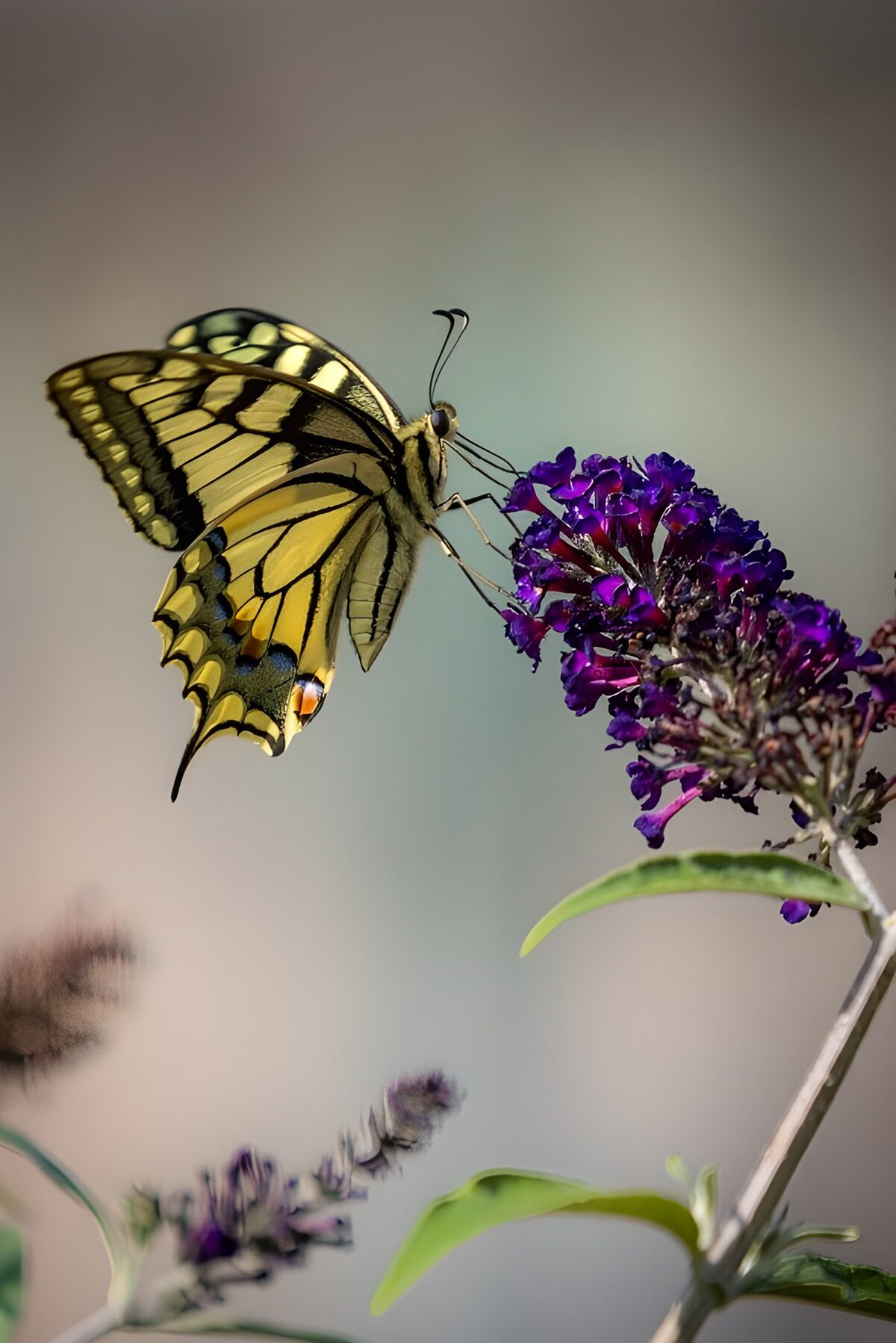 OCCOM3476750: Vibrant Butterfly on Purple Blossom