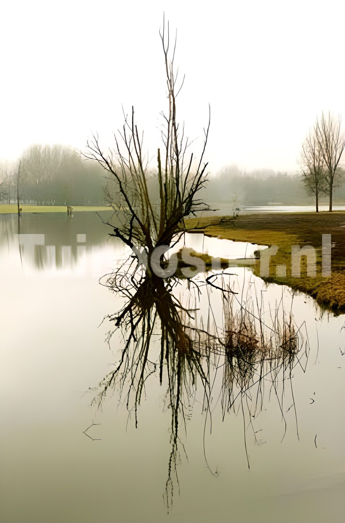 Reflections of a Bare Tree