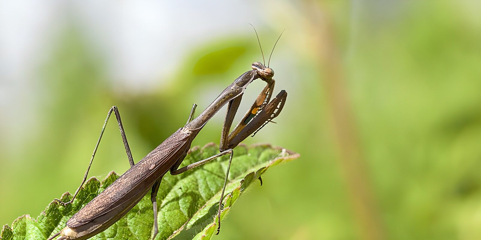 OCCOM4949770: Praying Mantis on a Leaf
