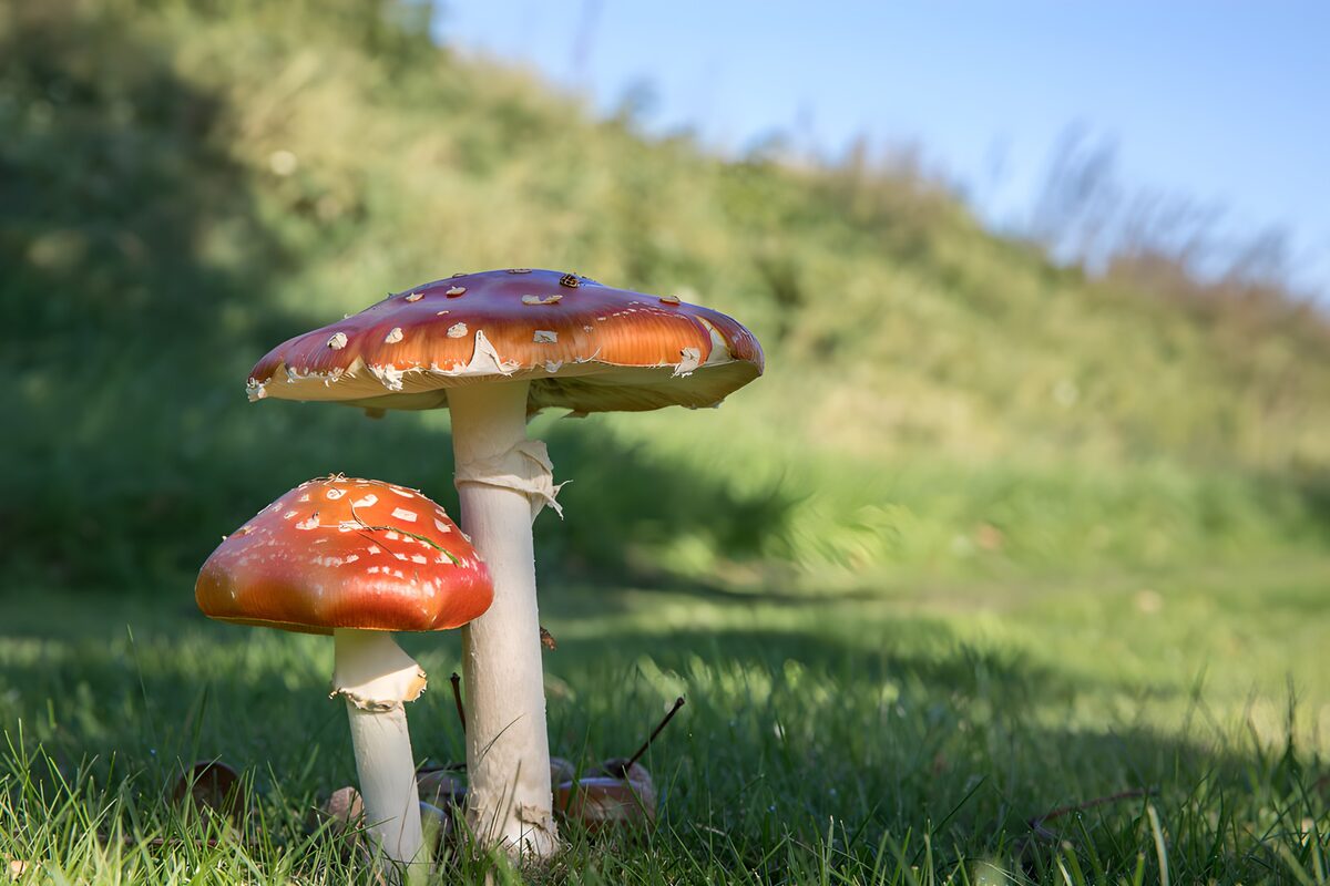 Vibrant Red Mushrooms in Nature