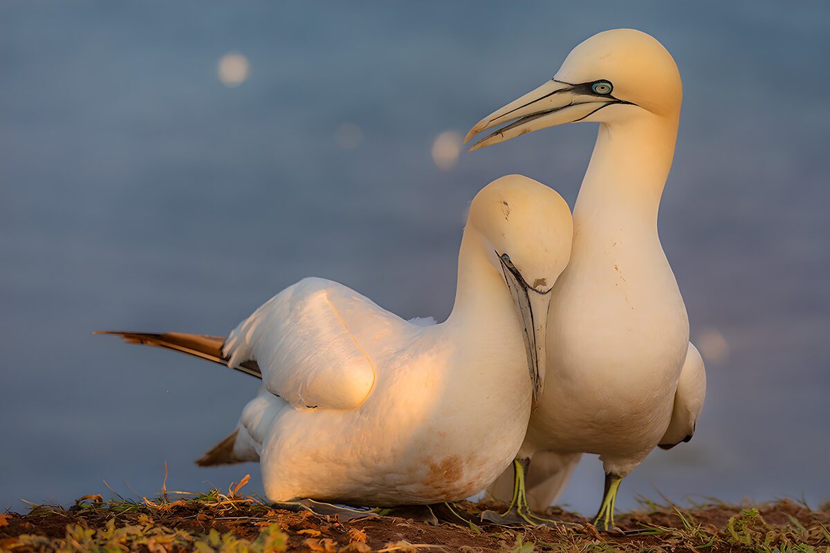 Pair of Gannets in Love