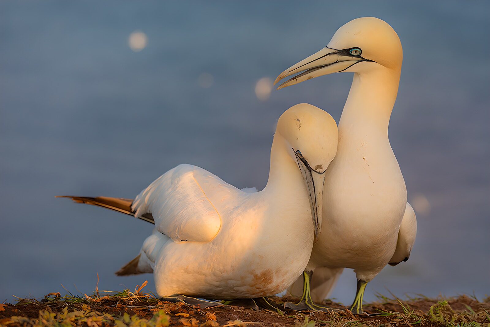 OCCOM9437239: Pair of Gannets in Love