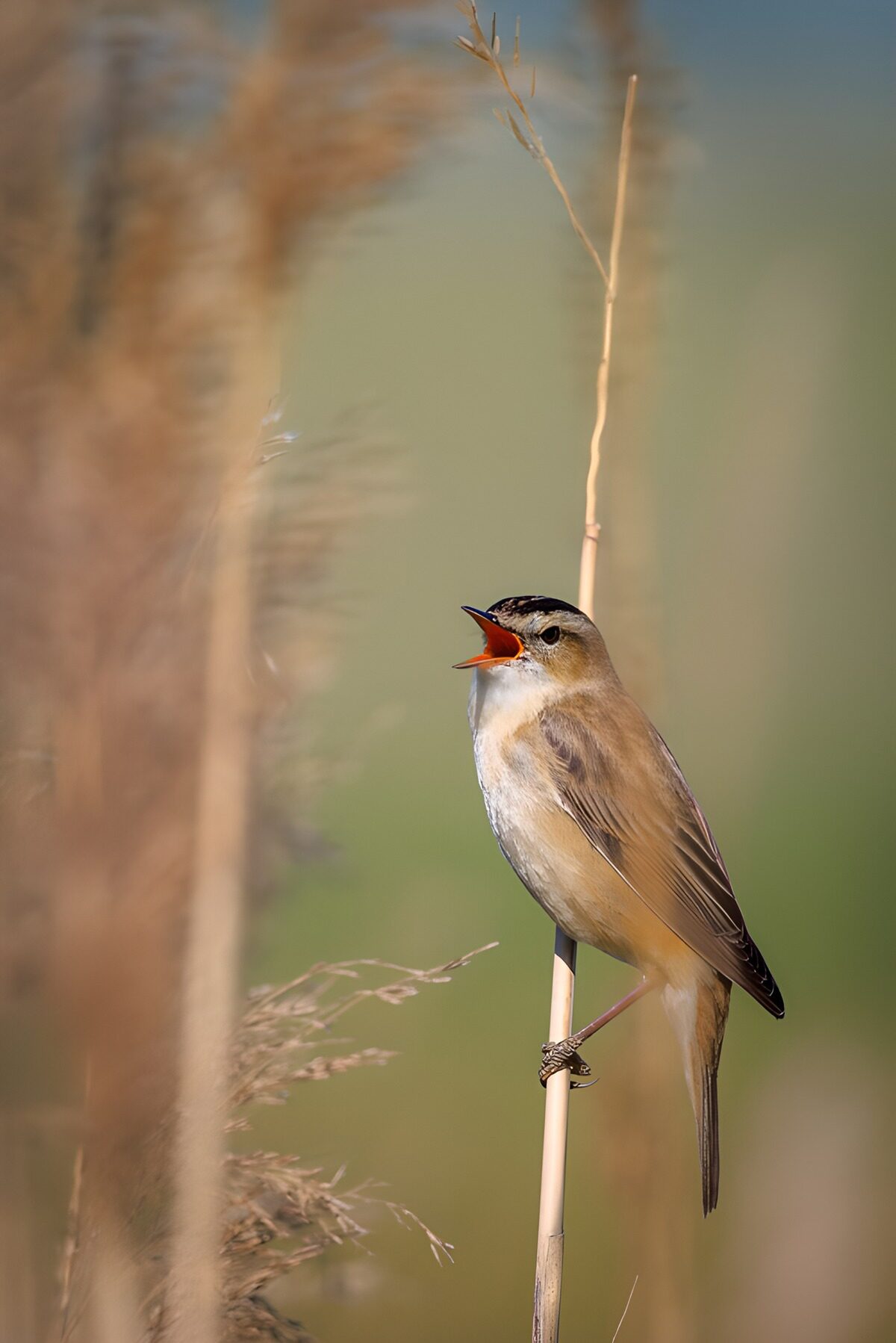 OCCOM7439753: Singing Reed Warbler