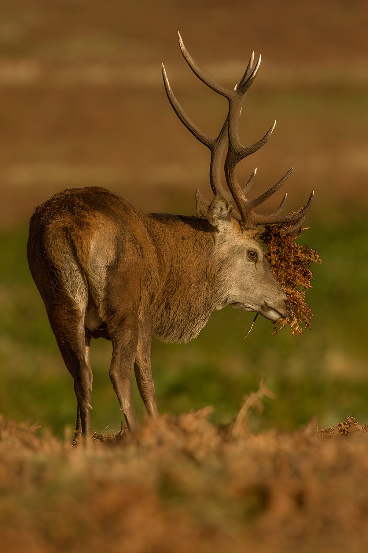 OCCOM3615405: Majestic Stag Among Foliage