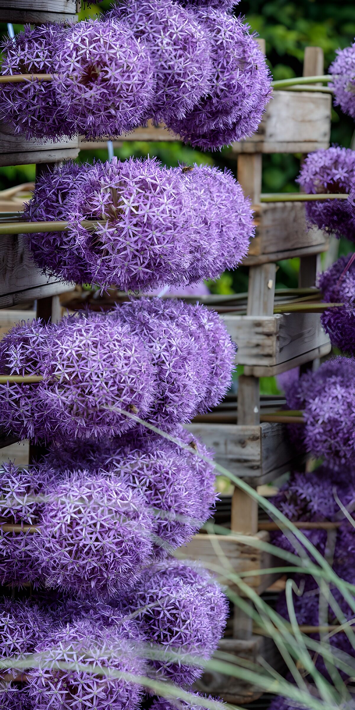 OCCOM2212404: Vibrant Purple Allium Display