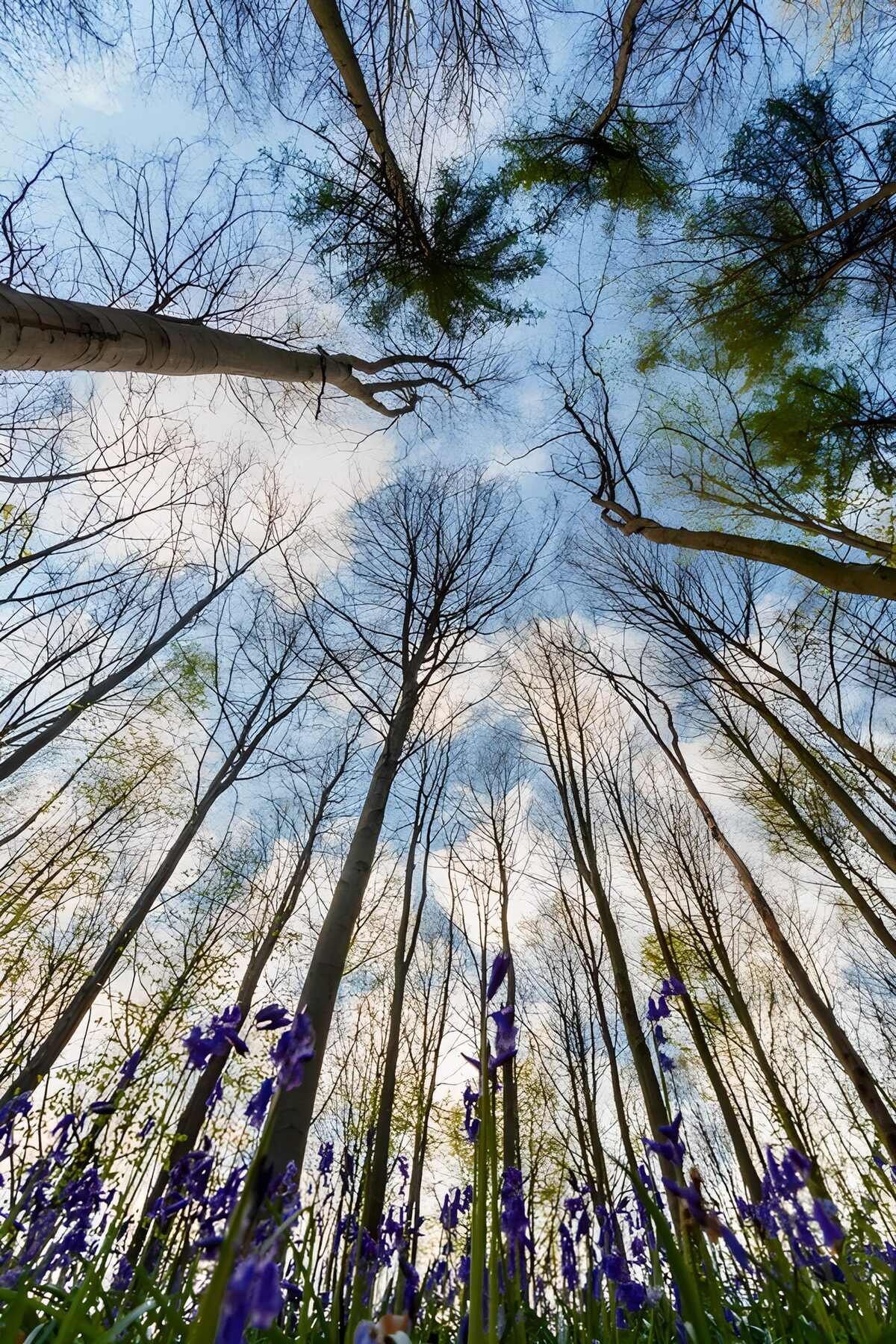"Serenity Beneath the Canopy"