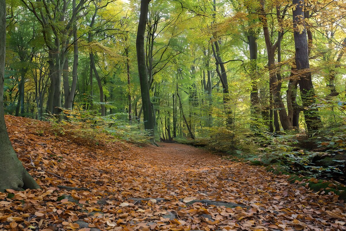 Autumn Pathway Through the Forest