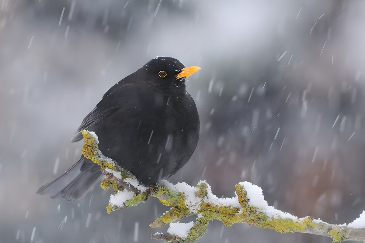 Blackbird in Winter Wonderland