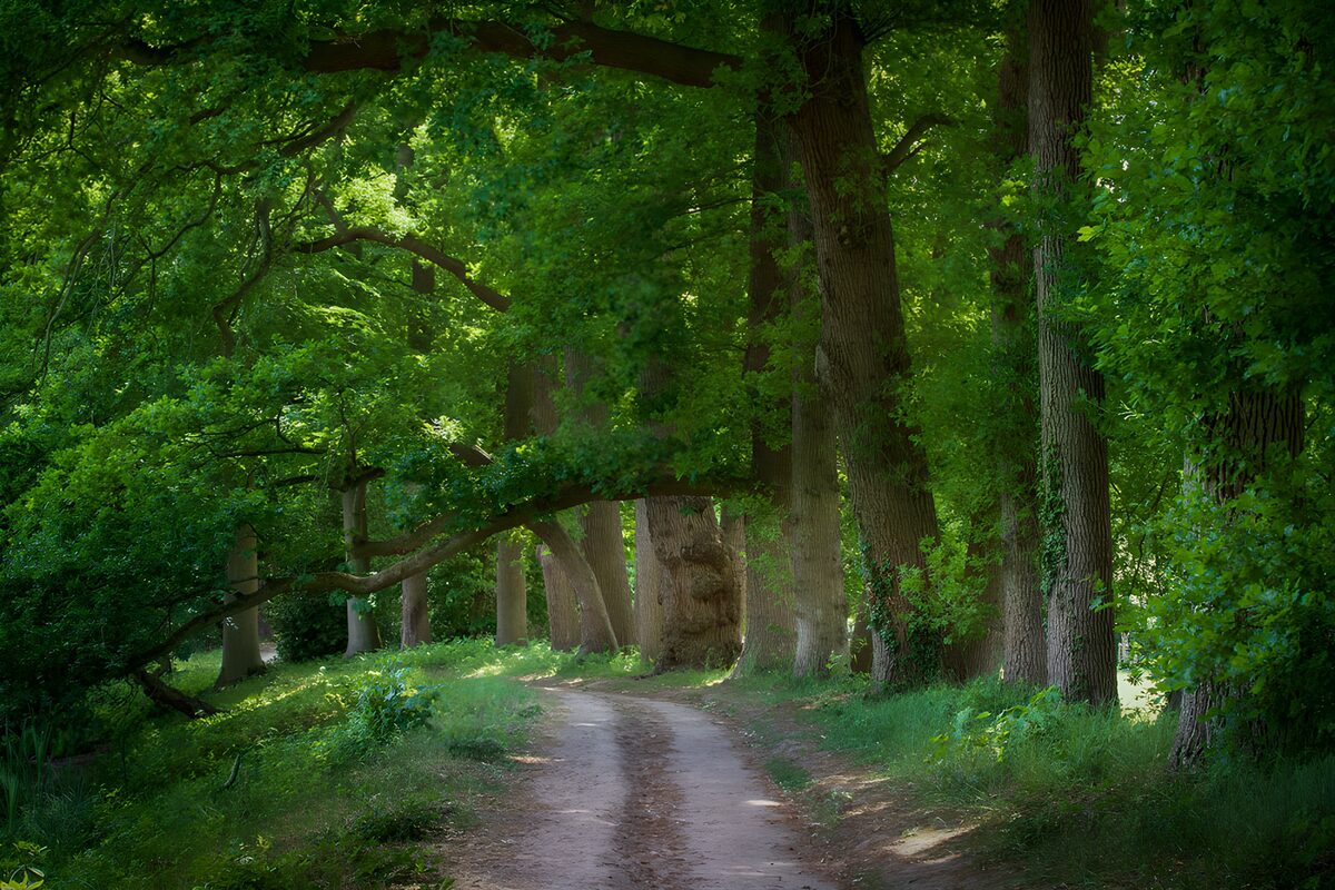 OCCOM8882563: Tranquil Forest Pathway