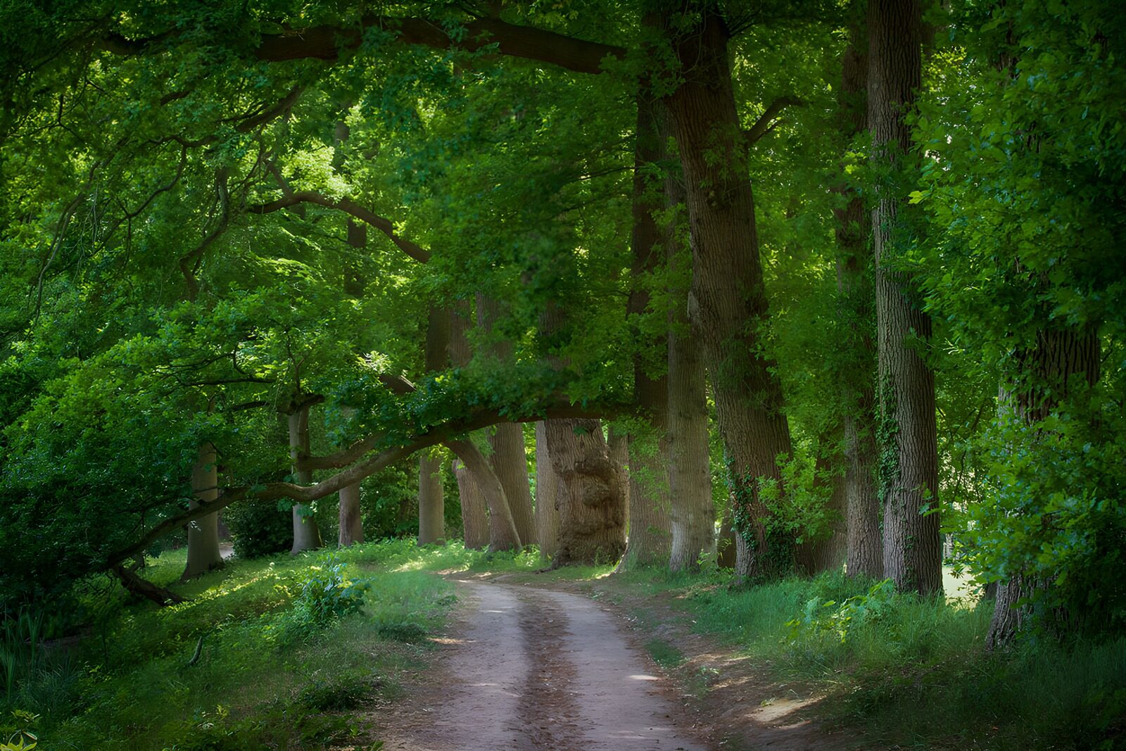 OCCOM8882563: Tranquil Forest Pathway