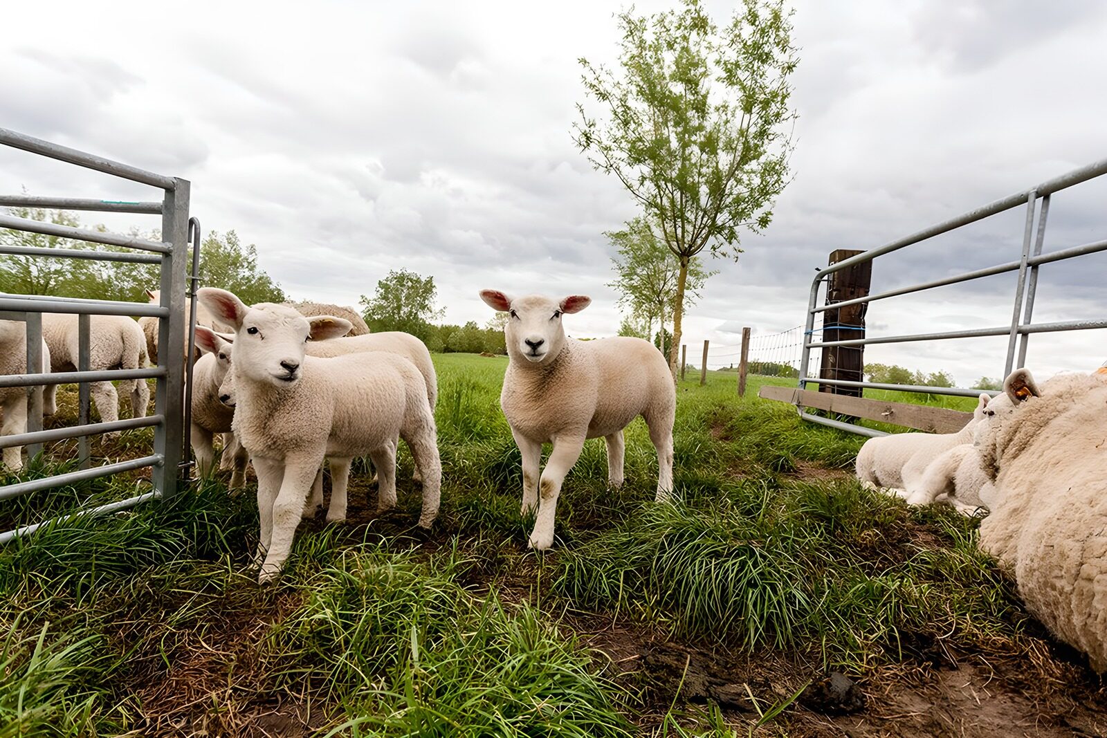 OCCOM3904119: Playful Lambs in a Green Pasture