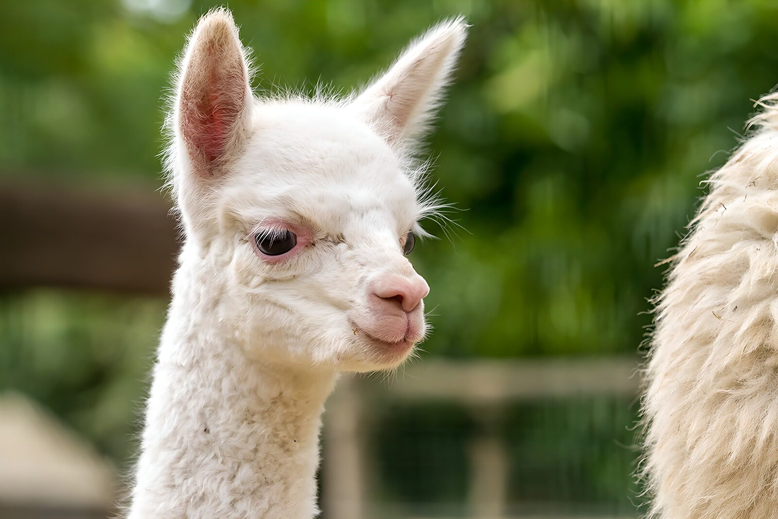 OCCOM5341706: Curious White Alpaca Kid