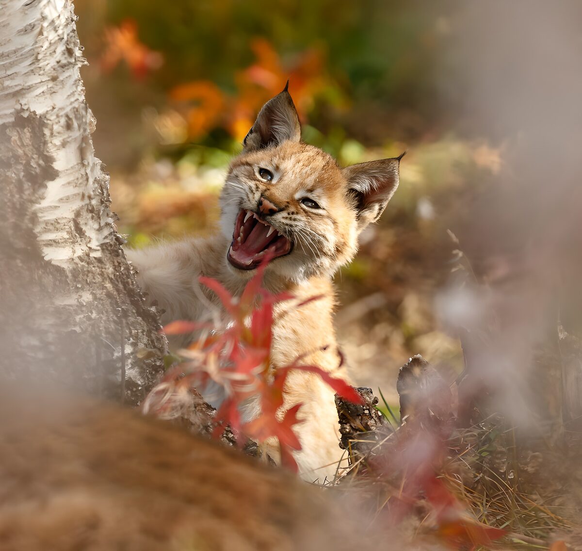 Playful Lynx Kitten in Autumn