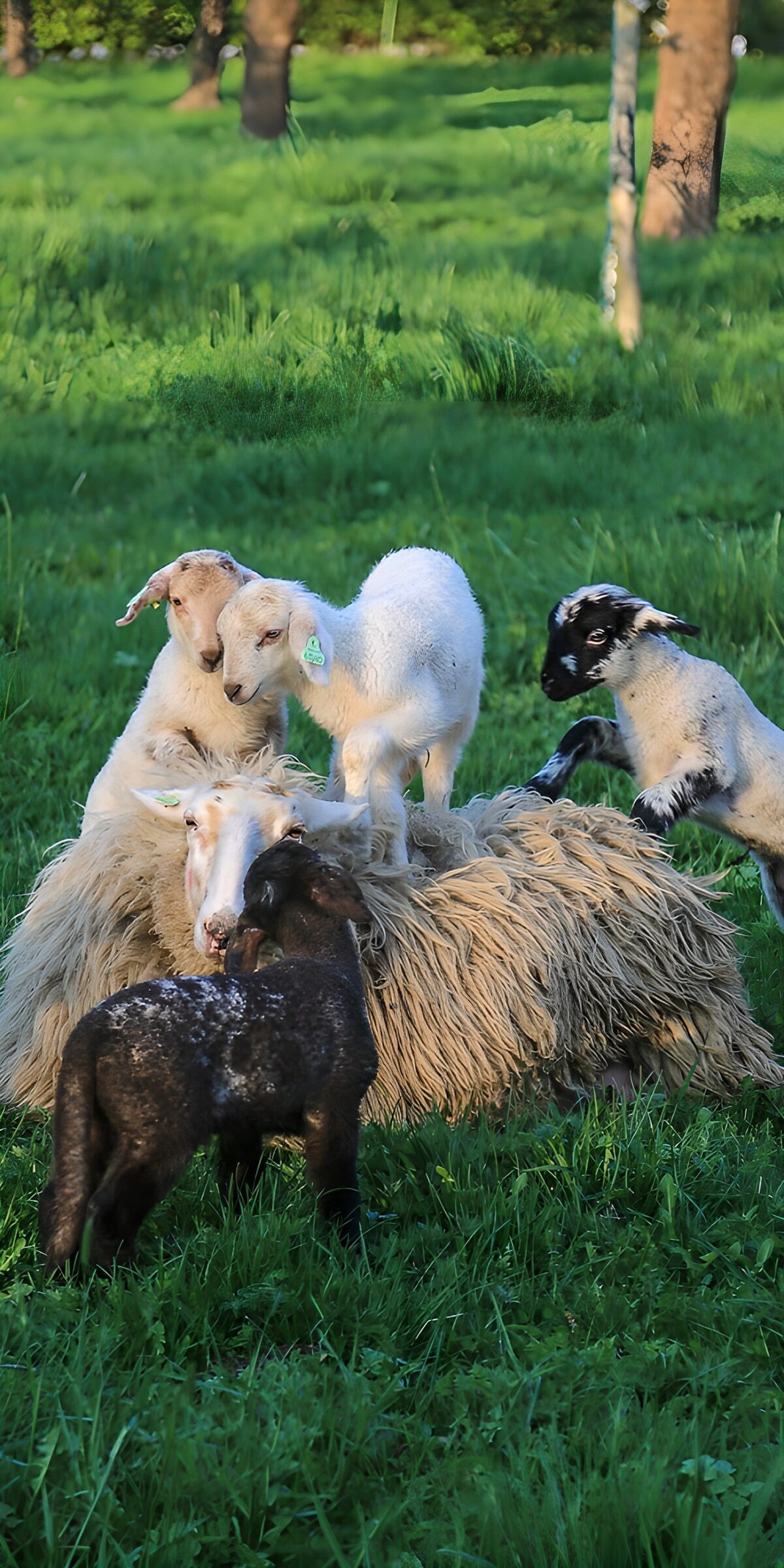 OCCOM4268953: Playful Lambs on Sheep's Back