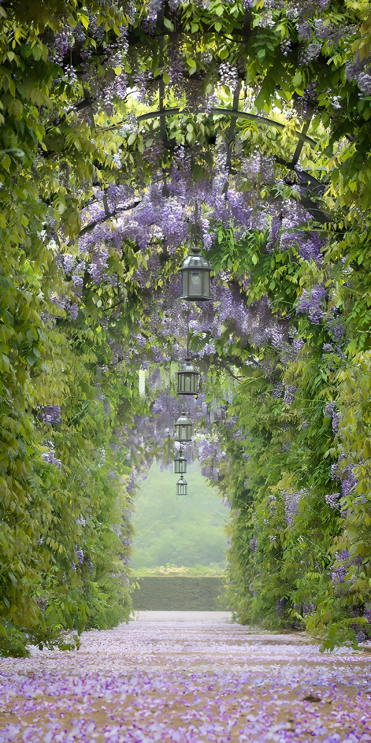 OCCOM5892329: Wisteria Wonderland Pathway