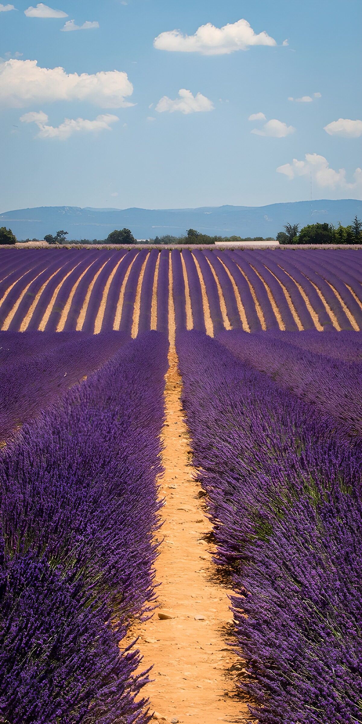 OCCOM6589646: Lavender Fields Under a Blue Sky