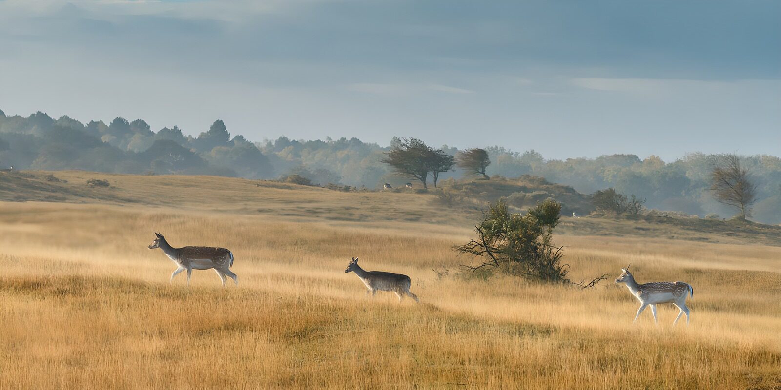 OCCOM5331898: Graceful Deer in a Serene Landscape