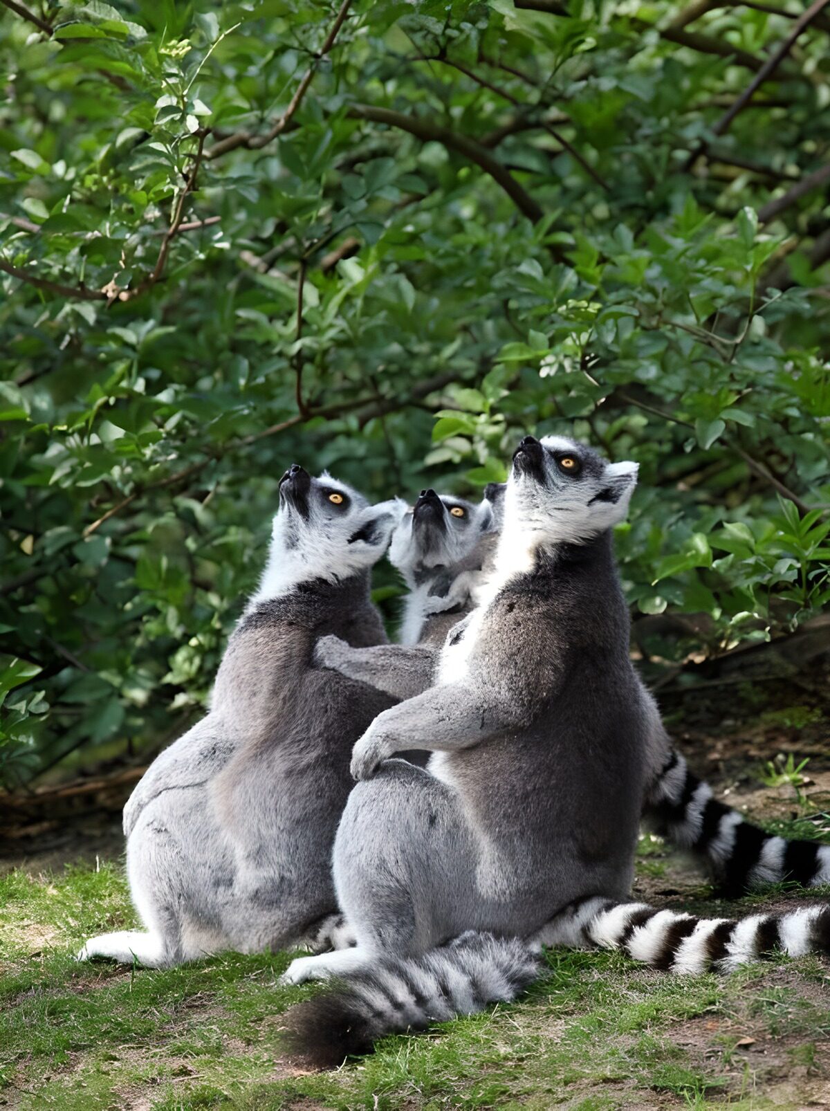 OCCOM4564702: Curious Lemurs Gazing Upwards