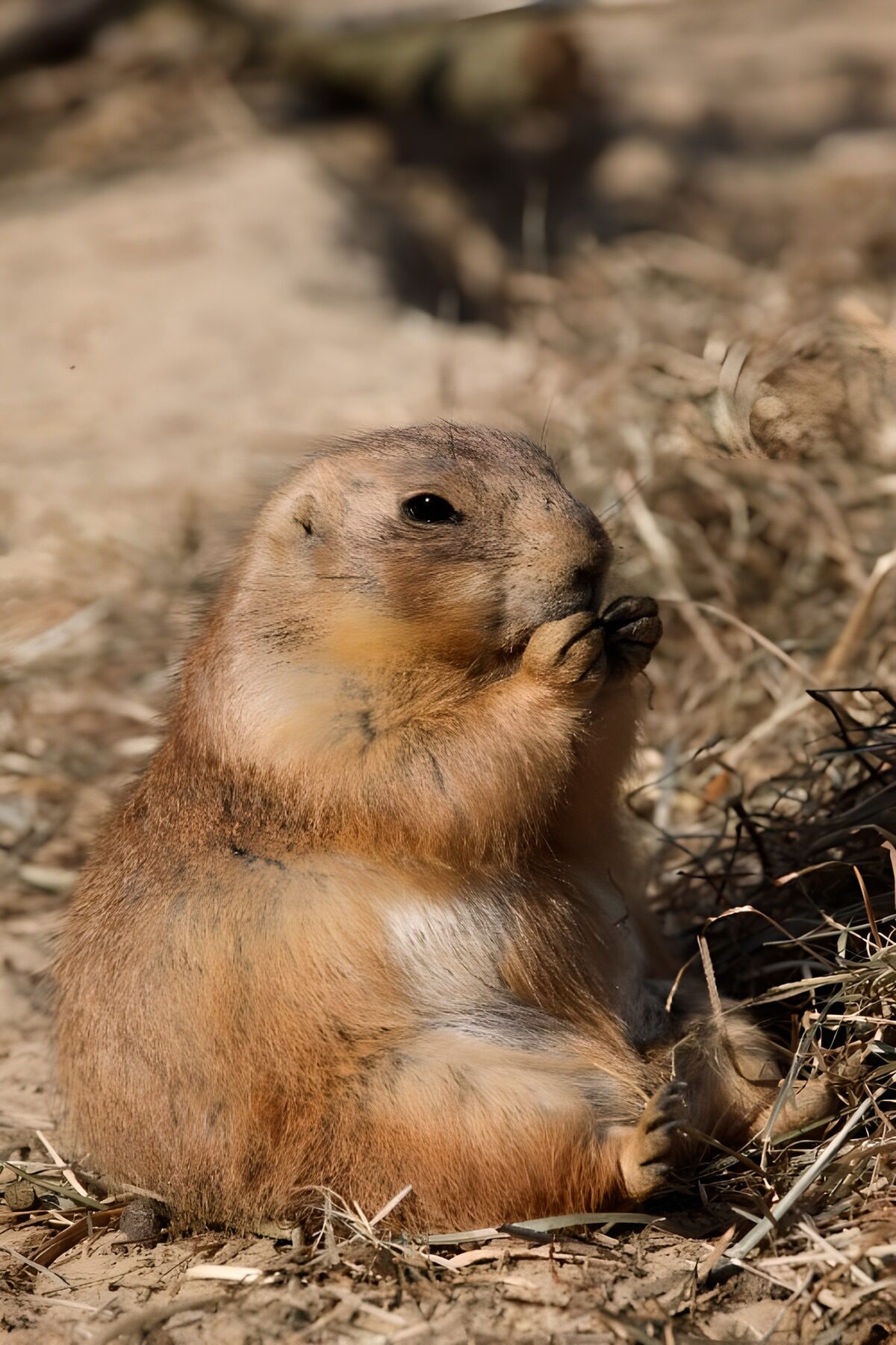 Curious Prairie Dog Enjoying a Snack