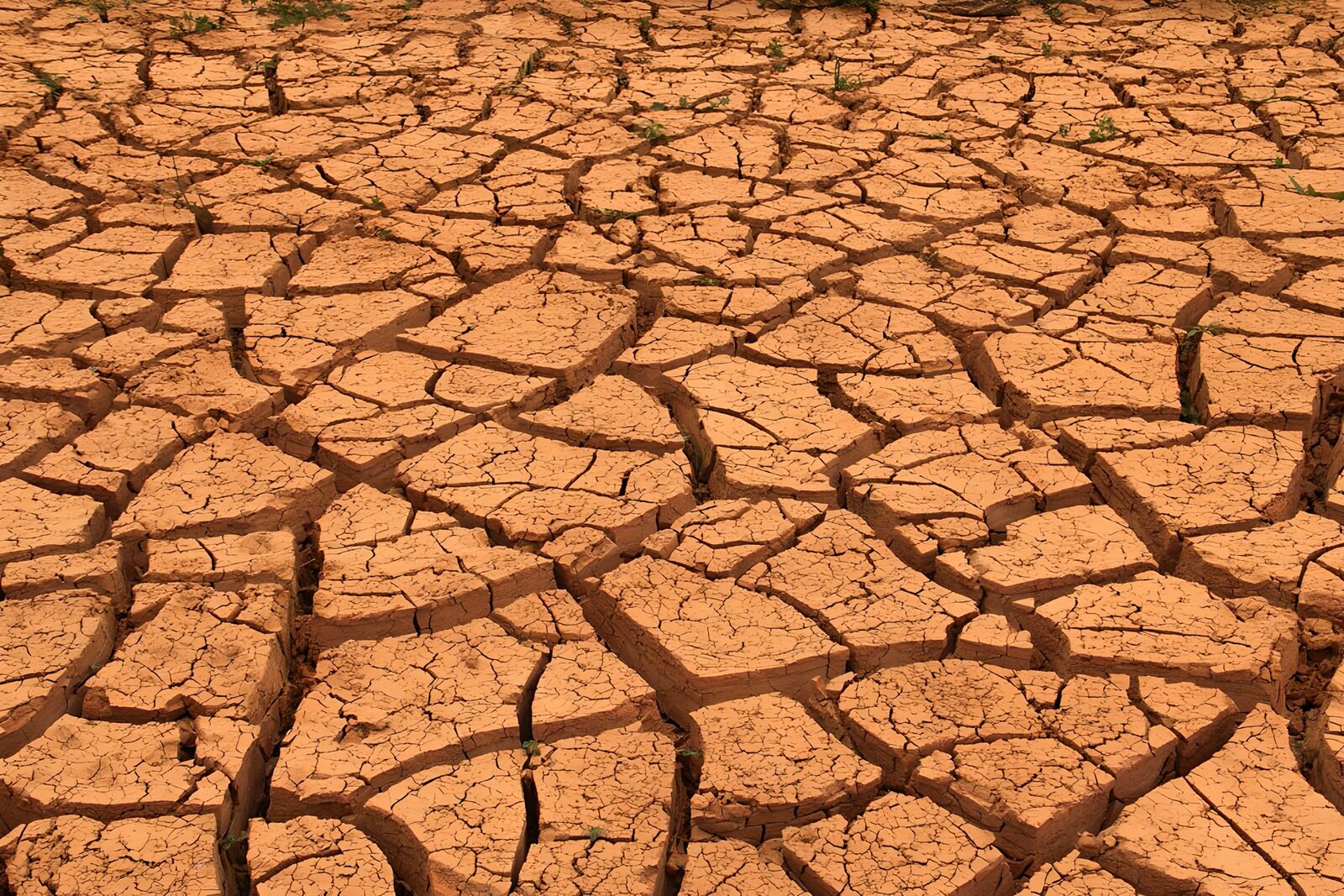 OCCOM5897929: Dry and Cracked Earth Surface