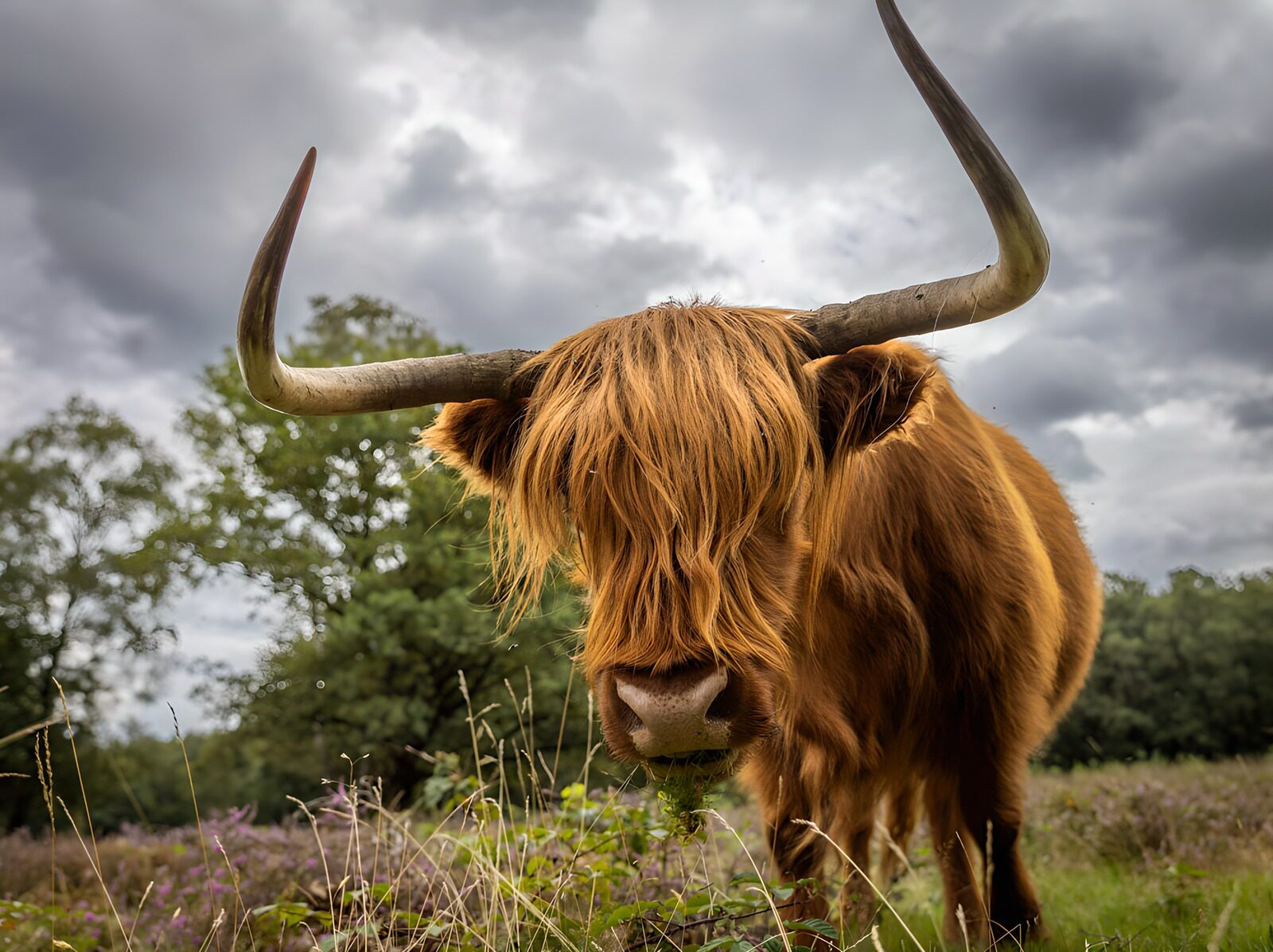 OCCOM1489635: Majestic Highland Cow in Nature