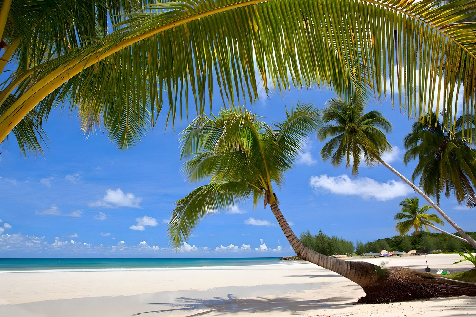 OCCOM9700705: Serene Tropical Beach Paradise