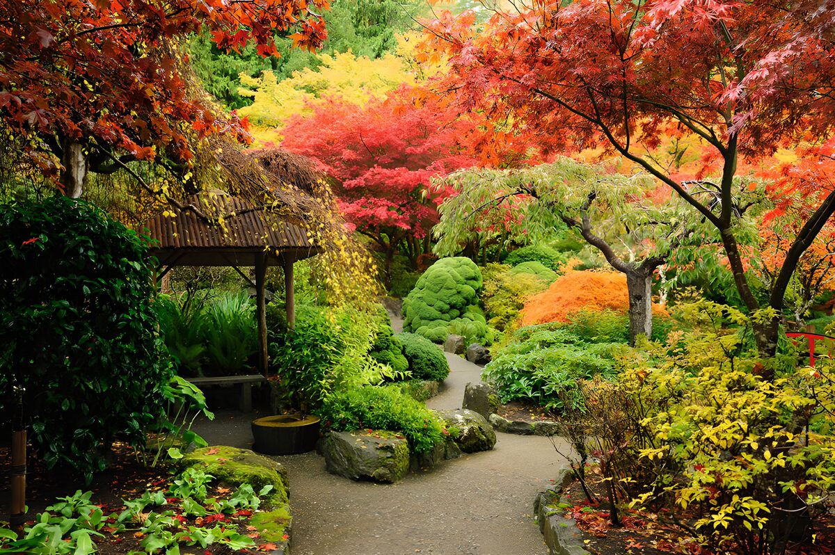 OCCOM9656444: Vibrant Autumn Garden Pathway