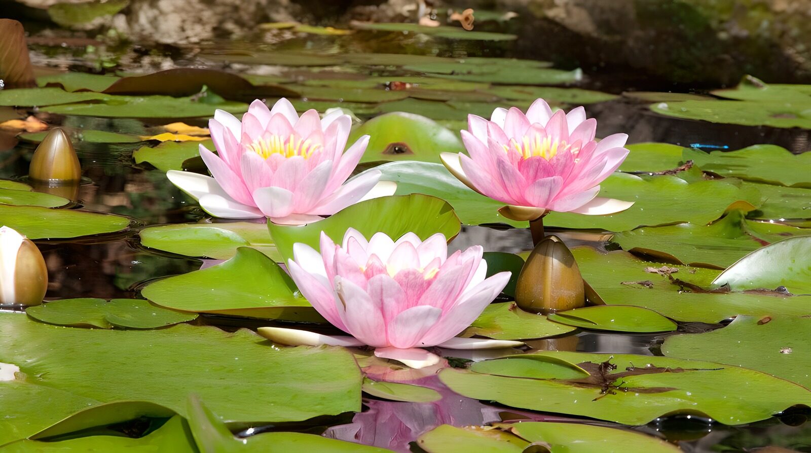 OCCOM1987191: Tranquil Pink Water Lilies
