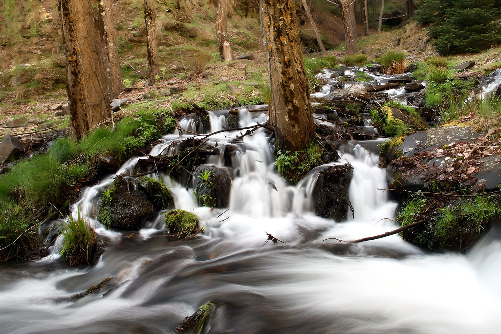 OCCOM5829133: Serene Stream Flowing Through the Forest