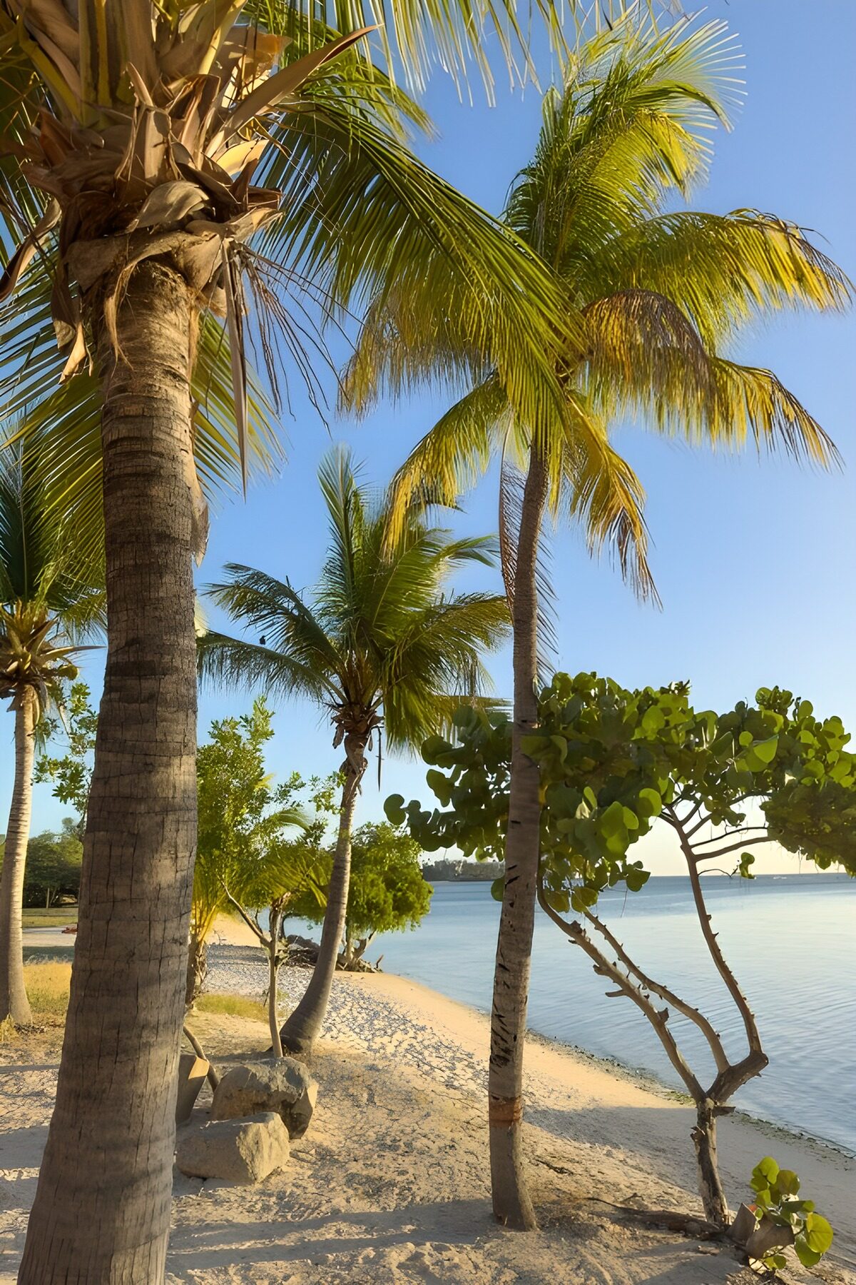 OCCOM9149132: Tropical Paradise by the Shore