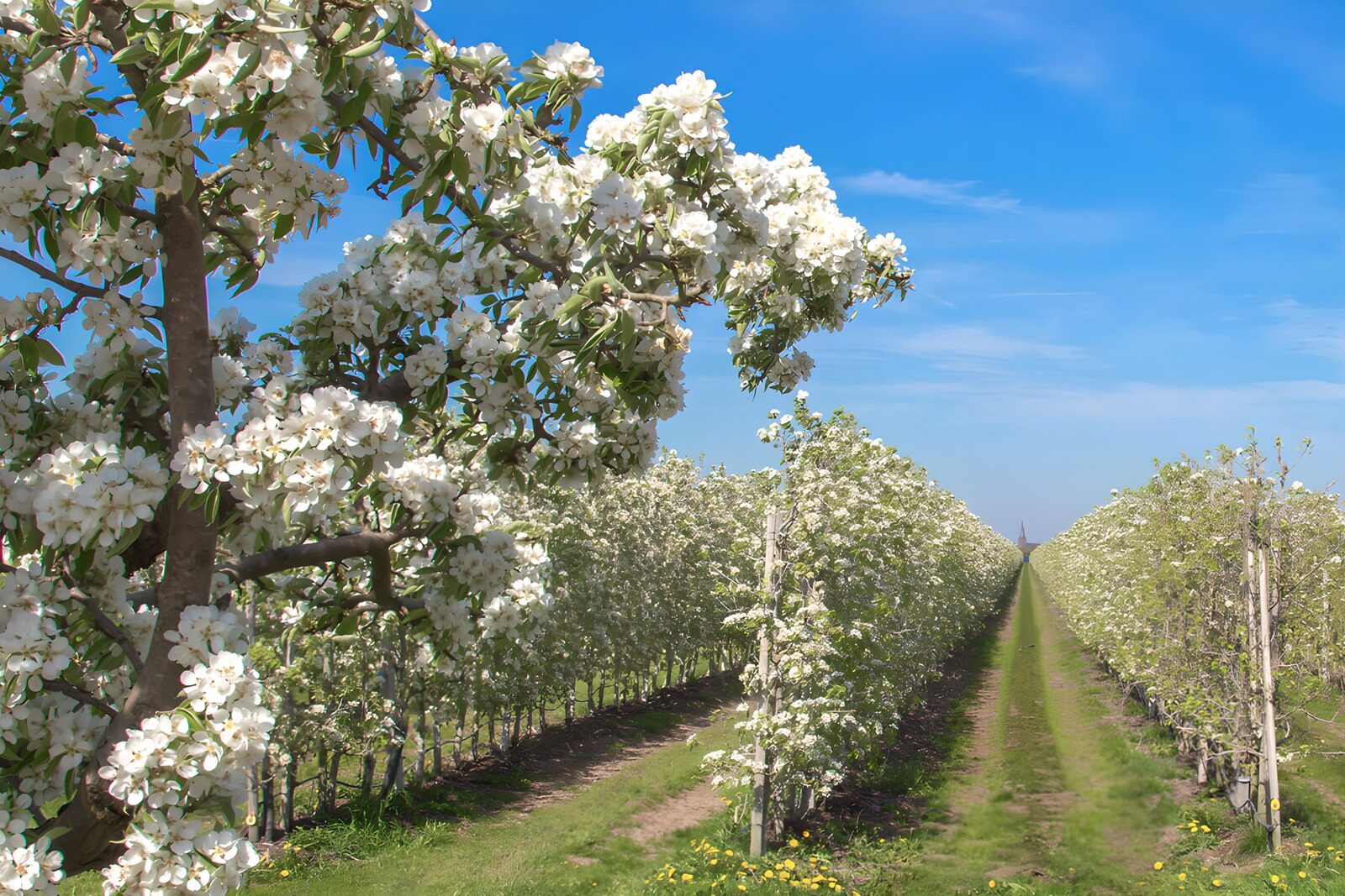 OCCOM5786966: Blossoming Pear Orchard Under Blue Sky