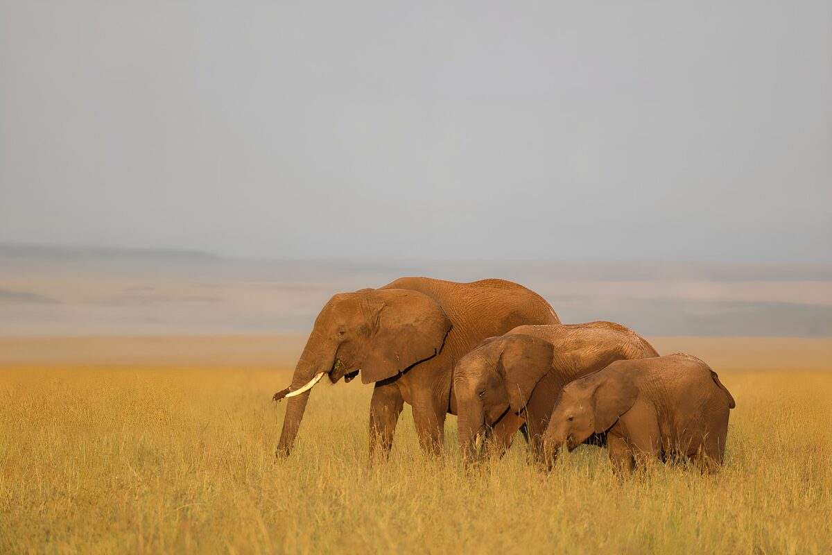 Majestic Elephants Walking in the Wild
