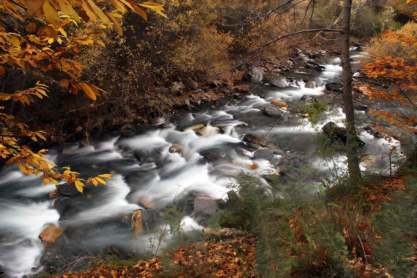 OCCOM3462417: Serene Autumn Stream
