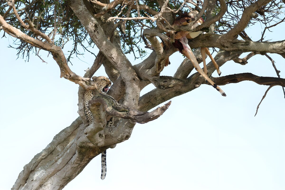 Leopard's Treasured Meal in the Tree