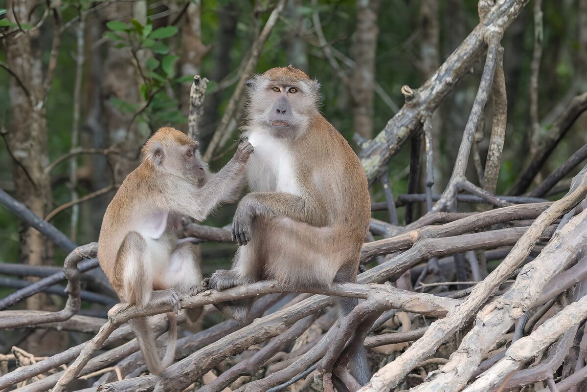 Two Monkeys Sharing a Moment