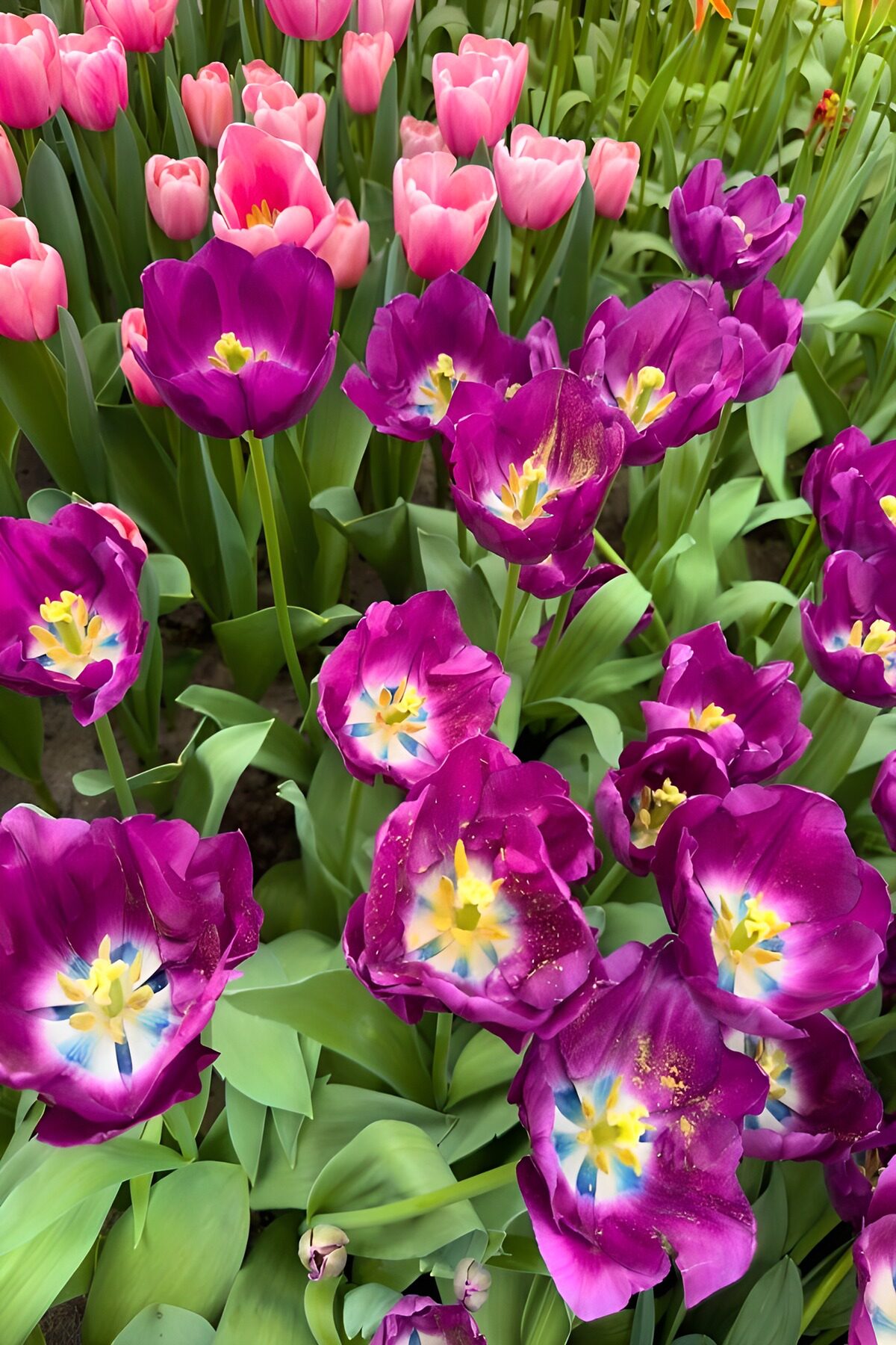 OCCOM4698336: Vibrant Tulip Garden in Bloom