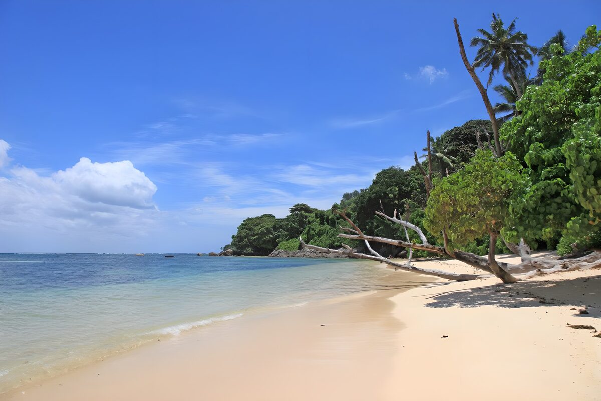 OCCOM8819556: Serene Tropical Beach Paradise