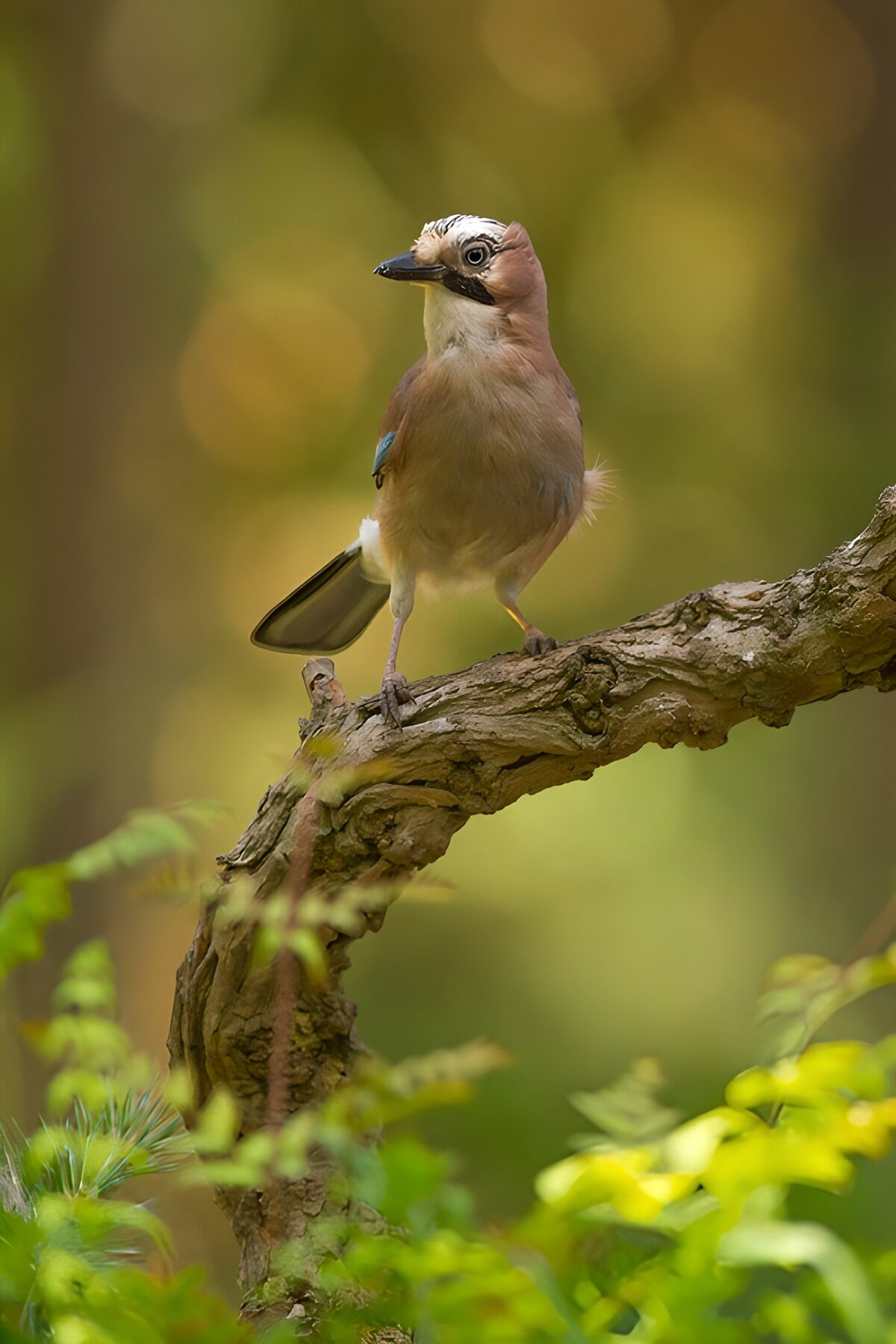 Striking Jay on a Twisting Branch