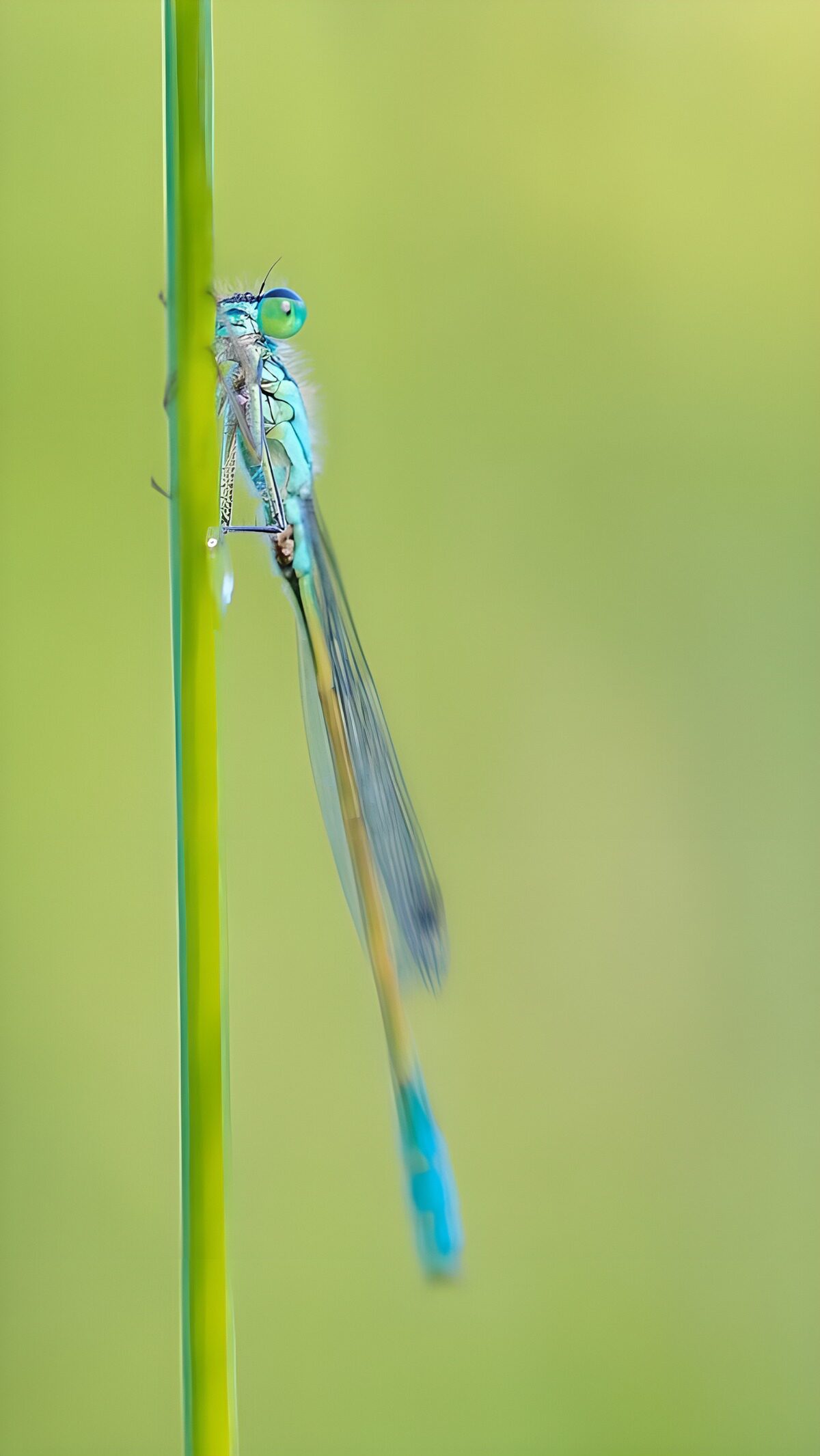 Delicate Dragonfly on a Blade of Grass