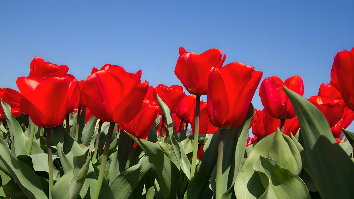 OCCOM7381153: Vibrant Red Tulips Under Clear Sky