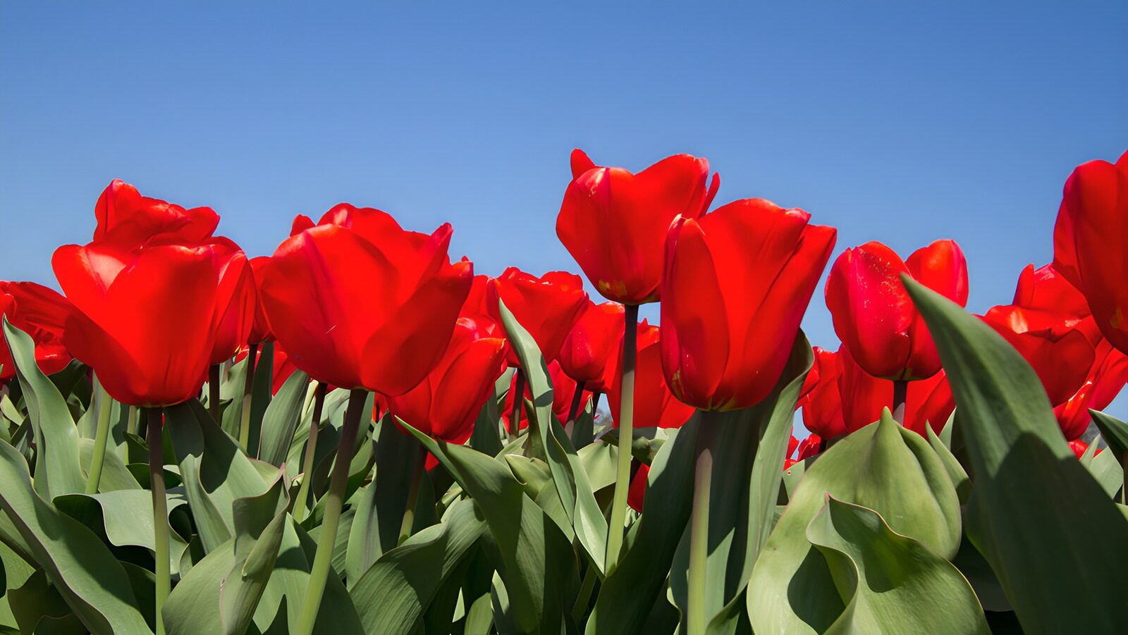 OCCOM7381153: Vibrant Red Tulips Under Clear Sky